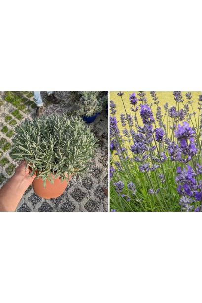 Лаванда вузьколиста Ізіда 